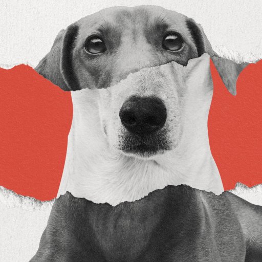 a black and white dog with a red background.