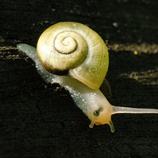 A close-up of a small snail with a light brown shell crawling on a dark, textured surface in sunlight.