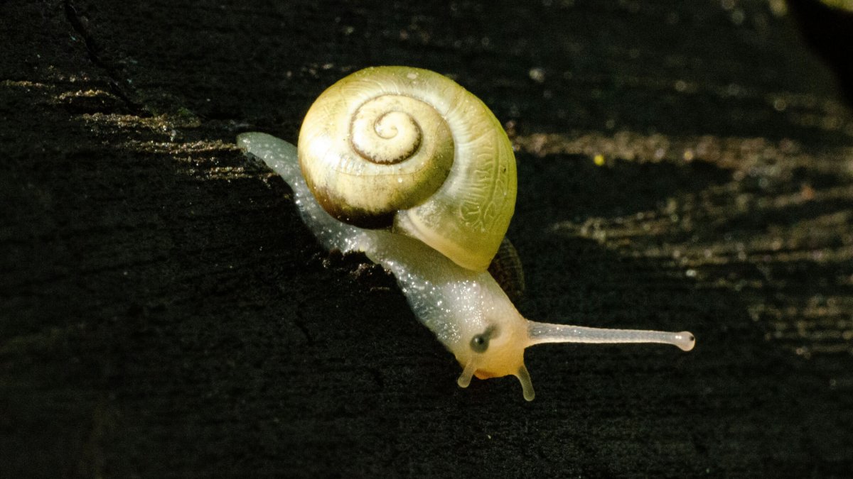 A close-up of a small snail with a light brown shell crawling on a dark, textured surface in sunlight.