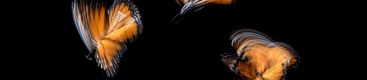 Three orange butterflies captured mid-flight on a black background, with blurred wings indicating motion.